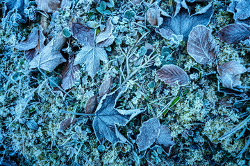 Fallen leaves frozen to the ground and coated with ice and frost