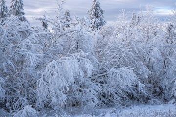 Coniferous trees covered in deep snow on the Feldberg im Taunus / Germany 