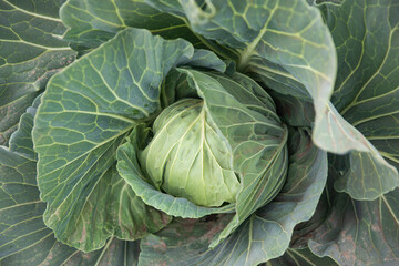 fresh and fresh blue cabbage from jeju cabbage farm, 신선하고 싱싱한 제주도 양배추농장의 푸른 양배추