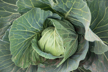 Obraz premium fresh and fresh blue cabbage from jeju cabbage farm, 신선하고 싱싱한 제주도 양배추농장의 푸른 양배추