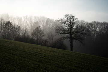 Promenade dans le brouillard dans la campagne Fribourgeoise dans la région de Romont.
Paysage en contre-juor.