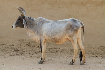 砂漠の牛