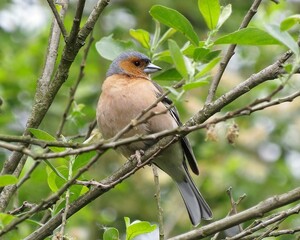 pretty chaffinch perched in a tree