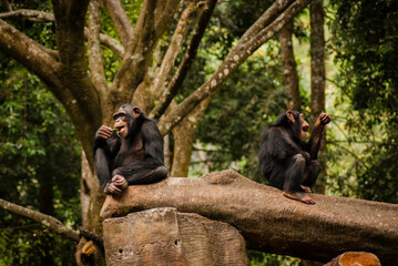 One of chimpanzee gesture, expression and behavior in controlled habitat such as zoo or safari...