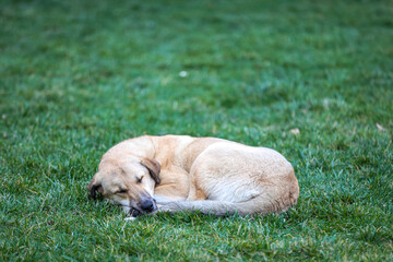 Dog sleeping on grass, homeless dog sleeping  in the grass.