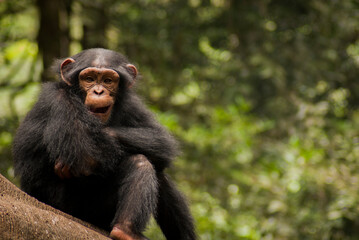 One of chimpanzee gesture, expression and behavior in controlled habitat such as zoo or safari garden