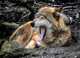 Naklejka na ściany i meble Mongolian wolf . Latin name - Canis lupus chanco 