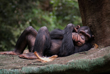 One of chimpanzee gesture, expression and behavior in controlled habitat such as zoo or safari garden