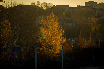Grodno, Belarus. Autumn landscape: a birch tree lit by the setting sun, reminiscent of a golden bonfire, against a dark background of city houses.