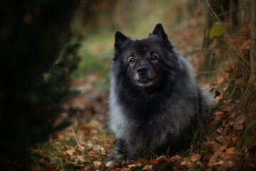 Hunde in der Natur 