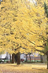 紅葉した銀杏の木