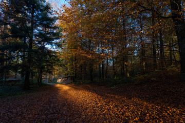 Fototapeta na wymiar Promenade en forêt avec les couleurs automnales pendant le coucher de soleil