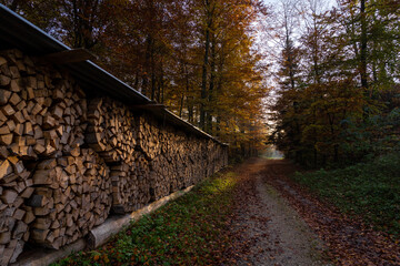 Naklejka premium Promenade en forêt avec les couleurs automnales pendant le coucher de soleil