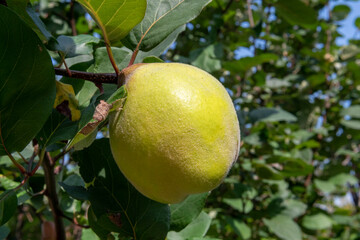 Quince fruits in tree