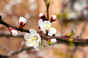 First apricot flowers. Flowering apricot on a clear spring day