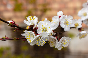 First apricot flowers. Flowering apricot on a clear spring day