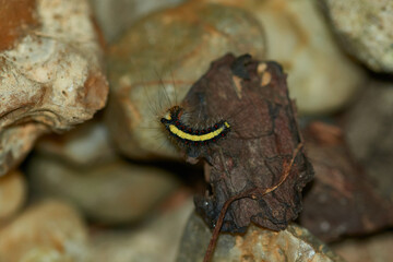 Raupe der  Pfeileule (Acronicta psi)