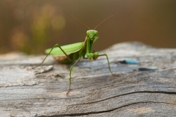  Europäische Gottesanbeterin (Mantis religiosa) mit erbeuteter Blauflügeliger Ödlandschrecke