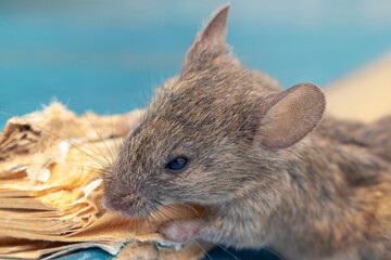 Mouse gnaws at an old book. Too bad from mouses