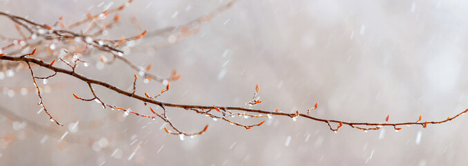 Raindrops on a bare branch in the spring during the melting snow