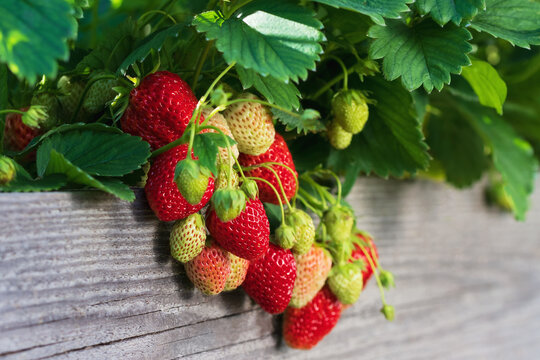 Bunch of ripe strawberries hanging from the edge of a wooden bed