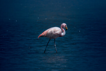 Fototapeta na wymiar Pink flamingos close up in lagoon Colorada, Altiplano, Bolivia
