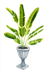 Watercolor illustration of a banana tree in a flowerpot
