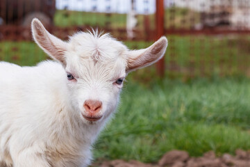 Small white goat in spring on a background of green grass, copy space
