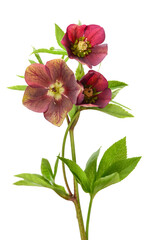 Flower red hellebore bouquet isolated on white background. Flat lay, top view