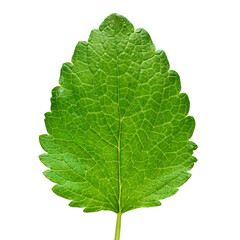 Mint leaf fresh isolated on white background. Food concept photography