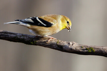 Close up portrait of an American Goldfinch (Spinus tristis) eating sunflower seeds while perched on a dead tree branch during autumn. Selective focus, background blur and foreground blur.
