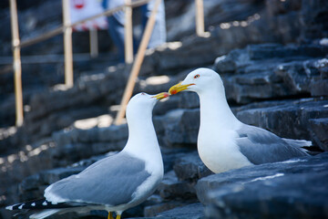 seagull kiss