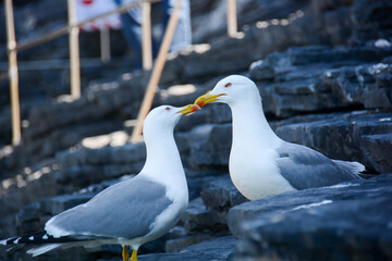 Obraz premium seagull kiss