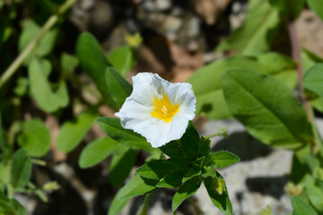 Dwarf Morning Glory White Ensign