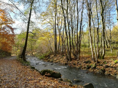 Wanderweg Westerwaldsteig f&uuml;hrt entlang der Schwarzen Nister durch einen Wald.