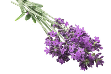 Lavender bundle (Lavandula spica) flowering herb