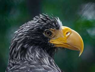 portrait of a eagle