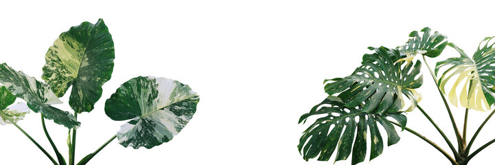 Tropical foliage plants variegated leaves of Monstera and Alocasia popular rainforest houseplants on white, green variegated leaves pattern nature frame border background.