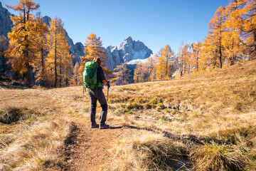 Beautiful golden larches in mountains at fall season.