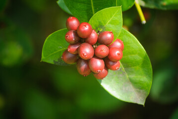 red berries on a branch