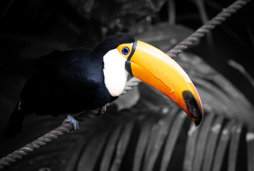 Toucan on a Rope