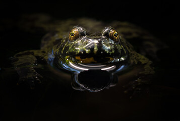Fire Bellied Toad