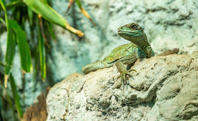 Amboina Sail Finned Lizard