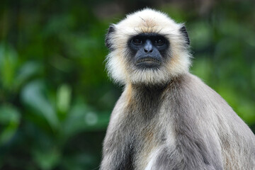 Fototapeta premium Gray Langur 