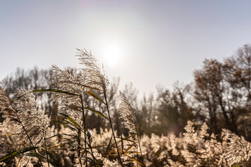 Plumes de roseaux face au soleil