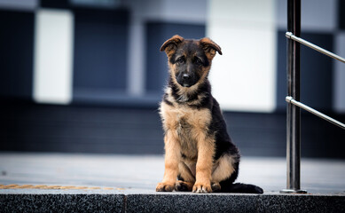 german shepherd puppy in the city