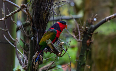 Black Capped Lory