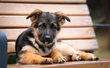 german shepherd puppy lying on a bench