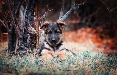 german shepherd puppy in autumn forest