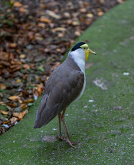 Masked Lapwing